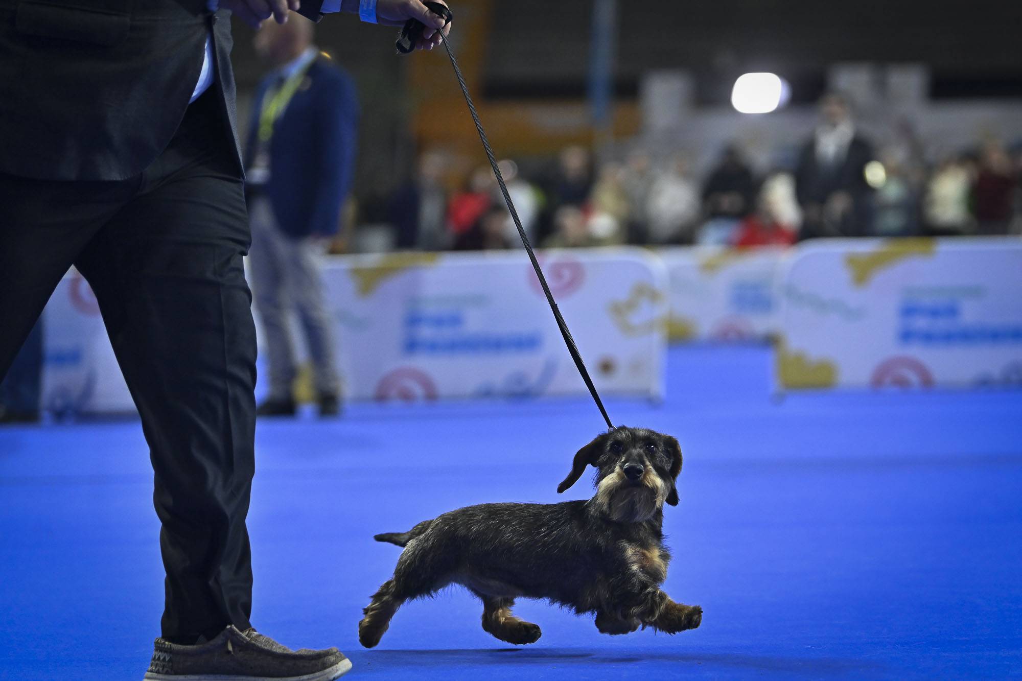 Gondomar Pet Festival 2025 recebeu 17 mil visitantes 6