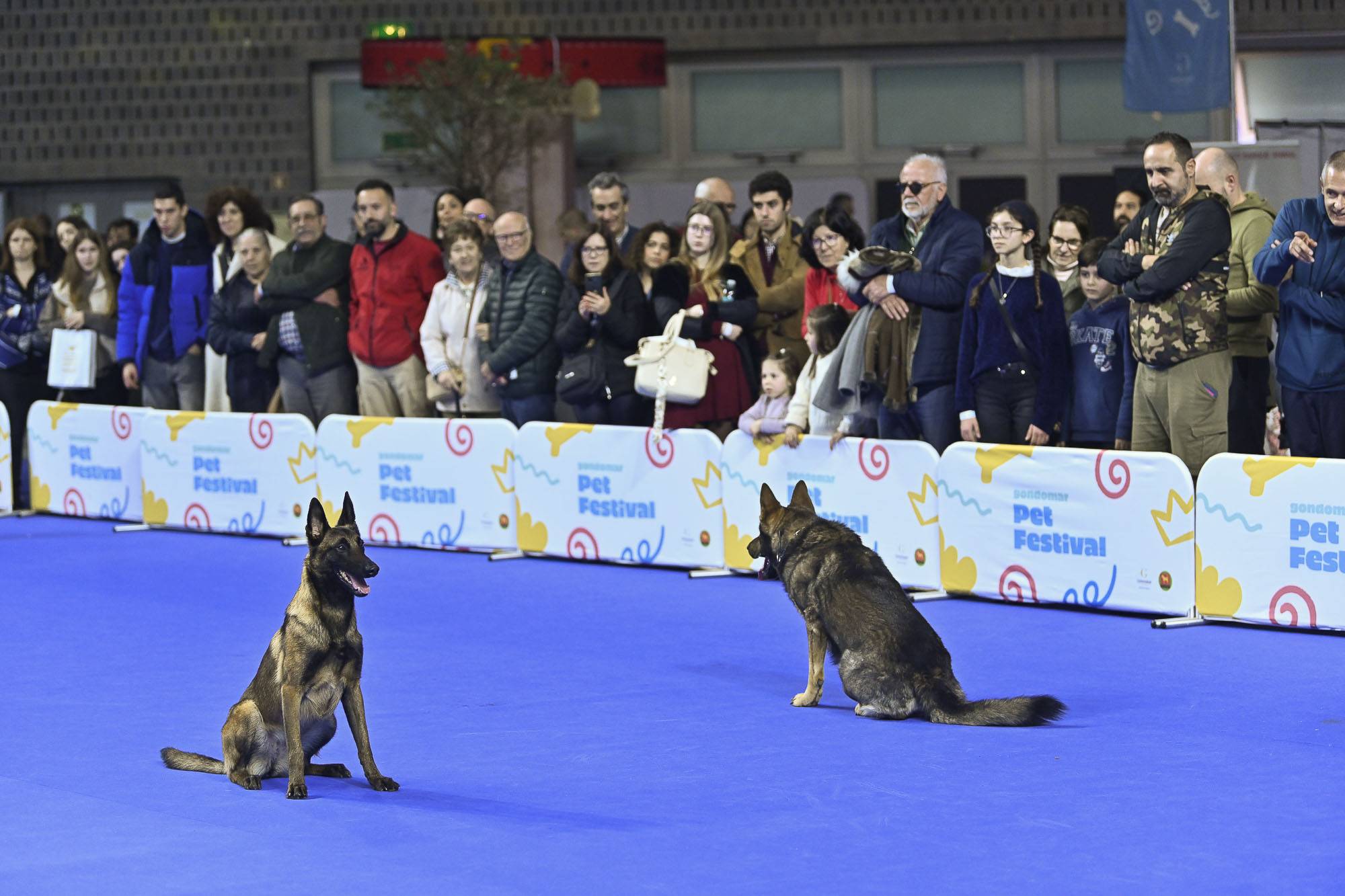 Gondomar Pet Festival 2025 recebeu 17 mil visitantes 2