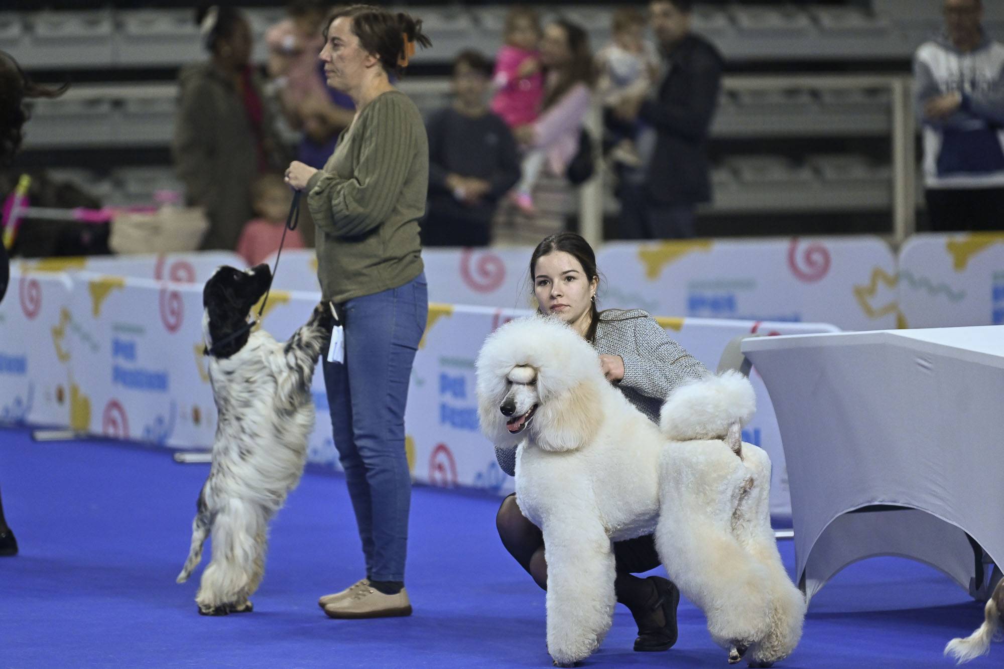 Gondomar Pet Festival 2025 recebeu 17 mil visitantes 1