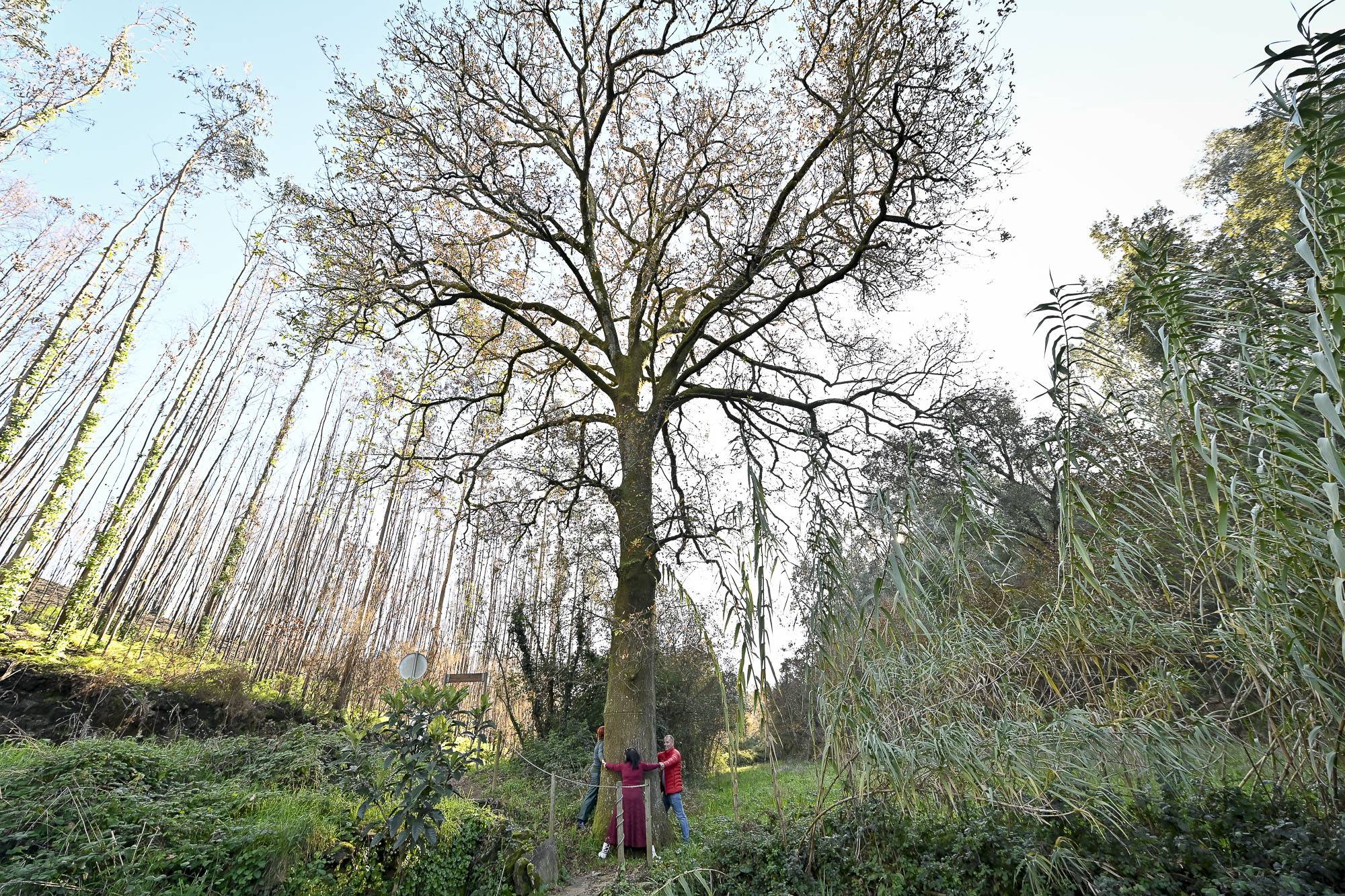 Gondomar integra o projeto “Gigantes Verdes” para a preservação de árvores de grande porte 1